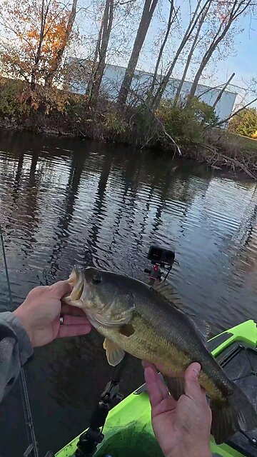 Creek Largemouth Bass 1