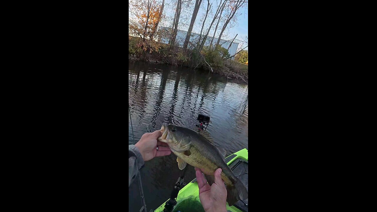 Creek Largemouth Bass 1