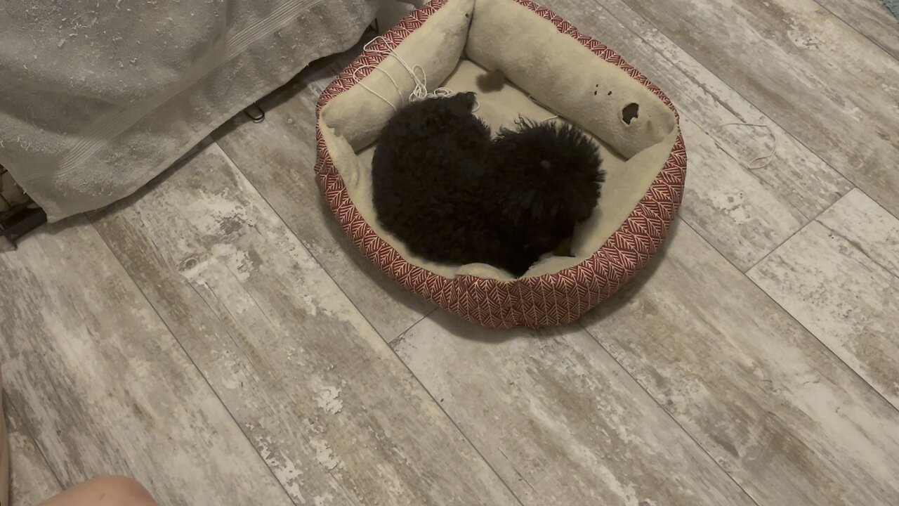 Toy Poodle and Kitten playing