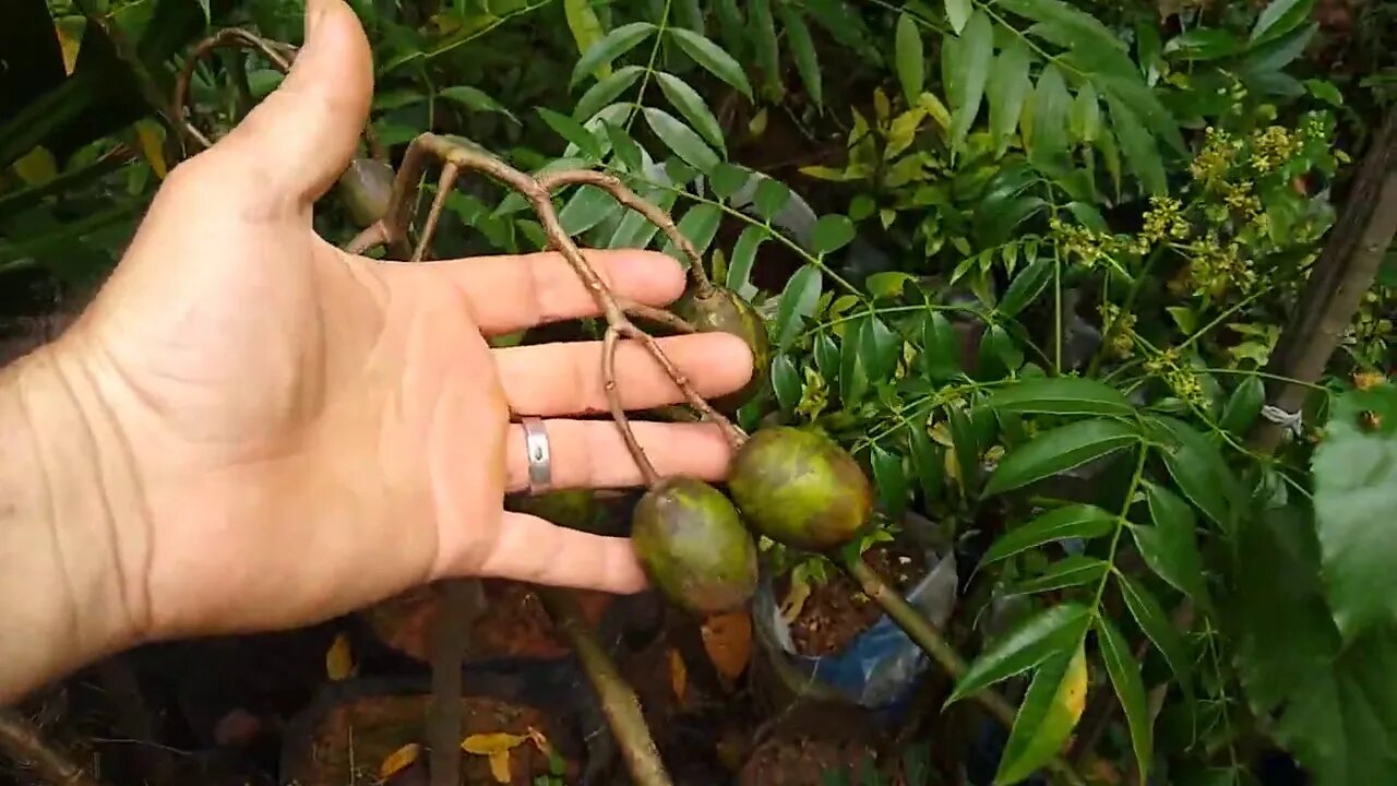 frutiferas produzindo em vasos a venda em Niterói RJ dia 31 07 2020