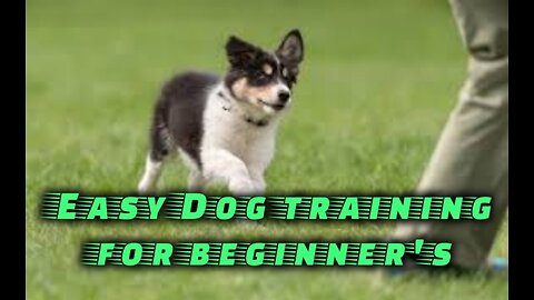 Beginner's Dog training techniques