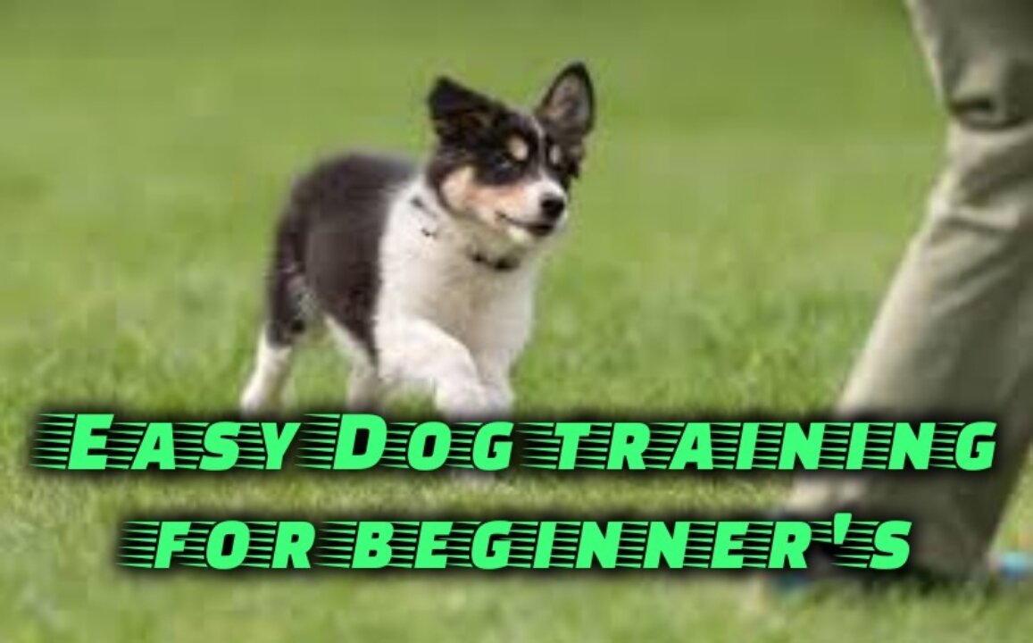 Beginner's Dog training techniques