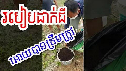 របៀបដាក់ជី អ៉ី អ៉ិក្ស អិម / How to fertilizer properly / khmer knowlege about Agriculture