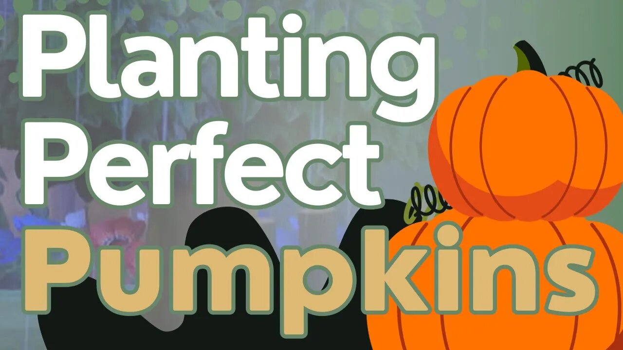 Punkin's Punkin's Punkin's - Animal Crossing: New Horizons ACNH