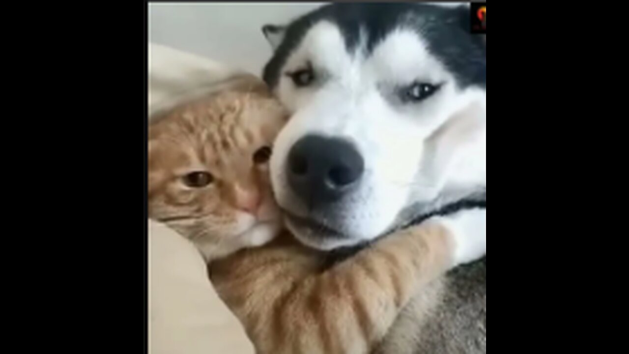 CATS AND DOGS Awesome Friendship - Funny Cat and Dog Vines COMBINATION