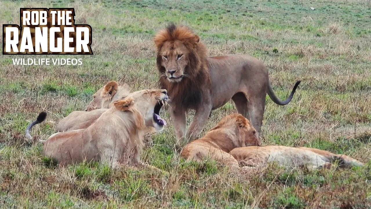 Lion Pride Interactions | Maasai Mara Safari | Zebra Plains