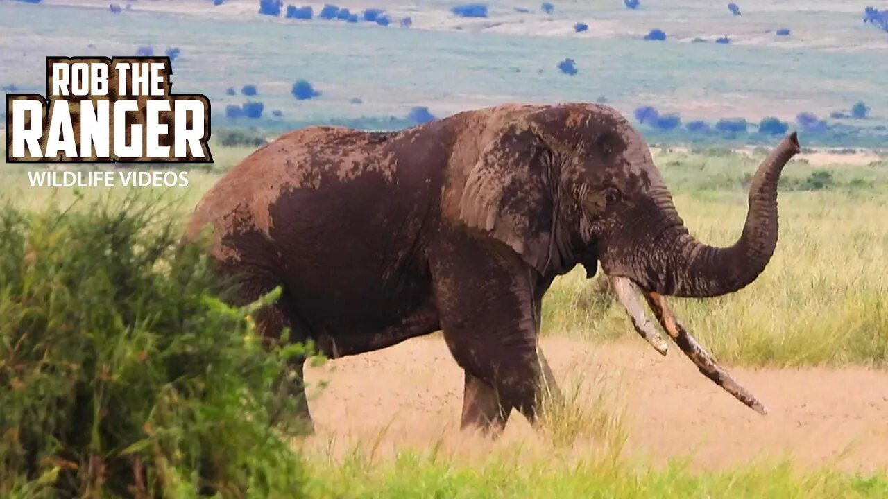 Elephant Tusker With Broken Tusk In Amboseli | Zebra Plains Safari