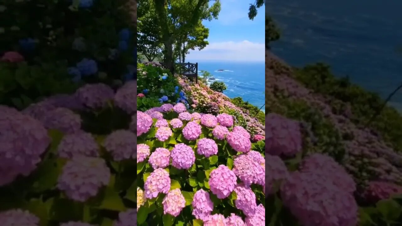 Wonderful flowers🌹/ flowers/ calming music #NatureShortsVideo