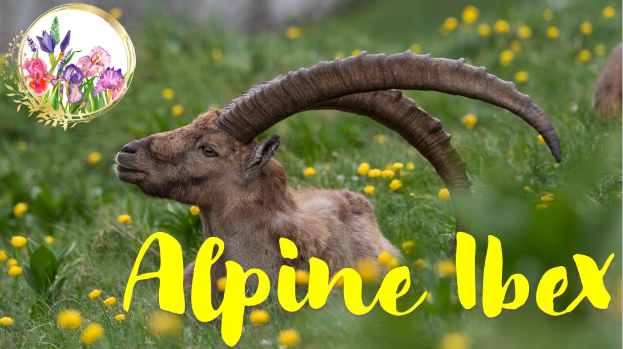 Alpine Ibex aka CAPRICORN