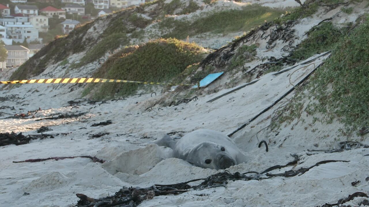 SOUTH AFRICA - Cape Town - Buffel the Southern Elephant seal on Fish Hoek Beach (ezY)