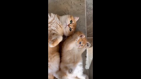 Cute twins cats playing