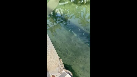 Dolphins