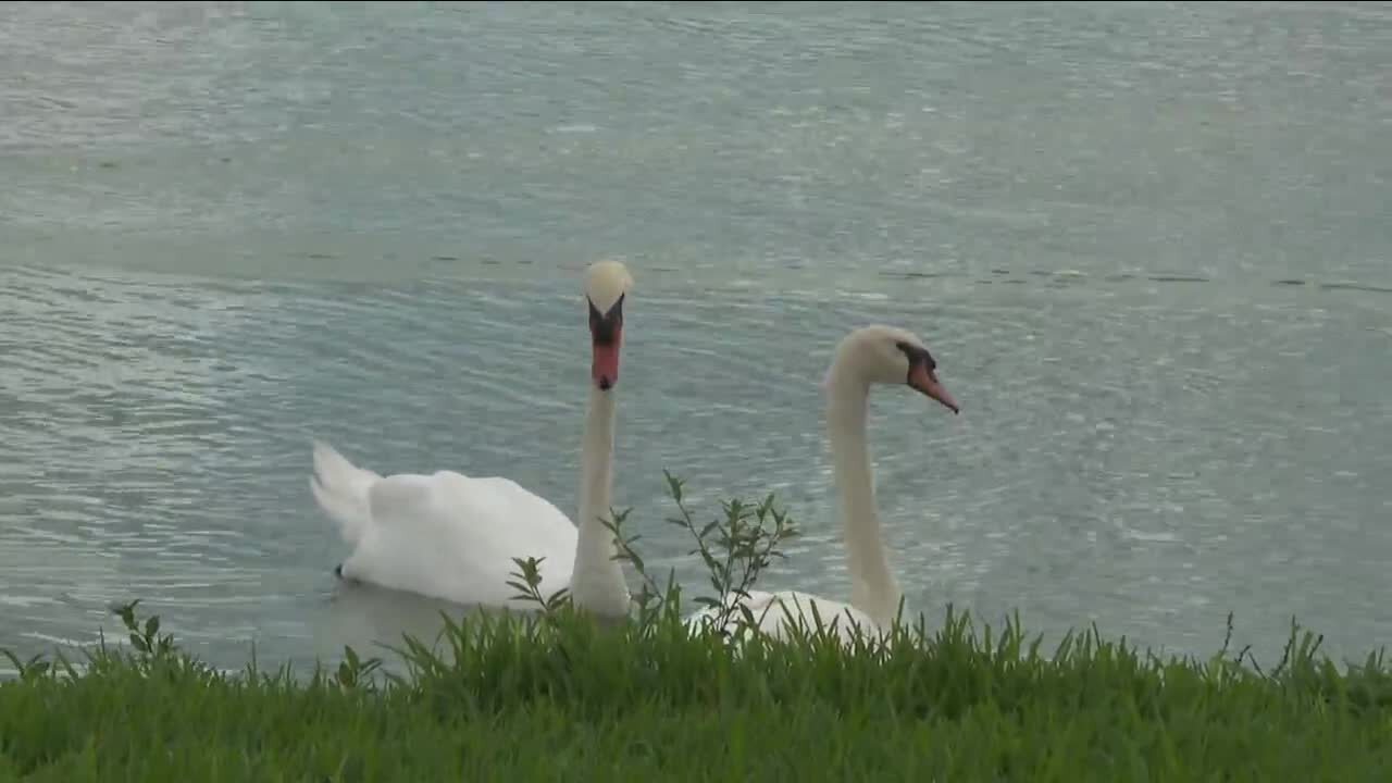 Queen Elizabeth remembered in Lakeland by swans