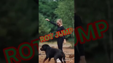 #shorts #short #dog #jump #youtubeshorts #shortvideo #subscribe