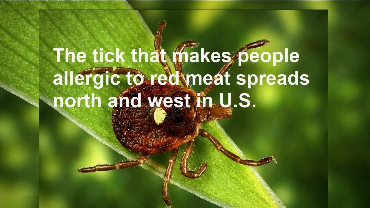 The Tick That Makes People Allergic To Red Meat Spreads North and West in U.S.