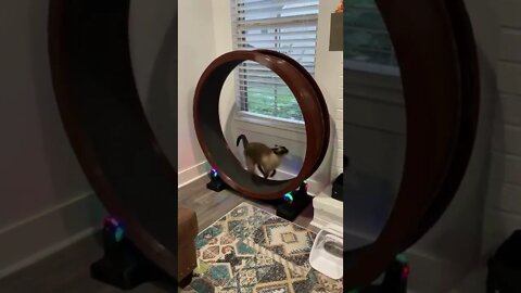 O gato mais atleta do mundo