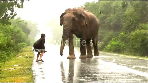 Elephants came out on the road and blocked the way 😁🤣😄