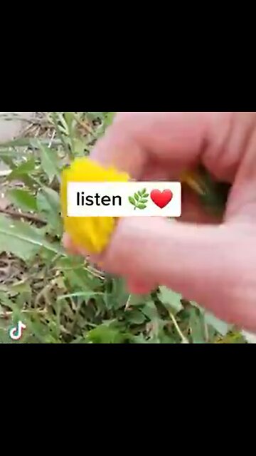 Dandelion Roots Heal Hearts