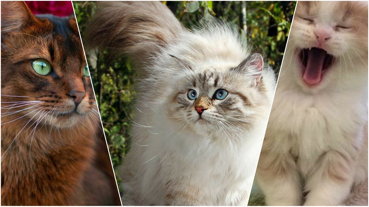 🐈 All Cat Breeds A-Z With Pictures! (all 98 breeds in the world)