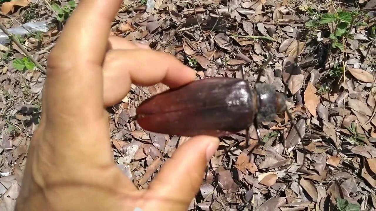 Baratão gigante apareceu aqui em casa na roça esse bicho estranho