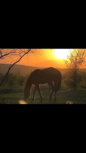 FORGIVING LIKE JESUS - DAILY DEVOTIONAL ❤️