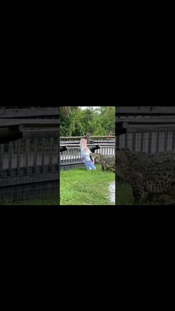 o jacaré que não gosta de loiras 😂