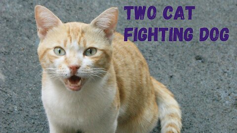 Two Cat Fighting Dog 🐈🐈🥊🐕