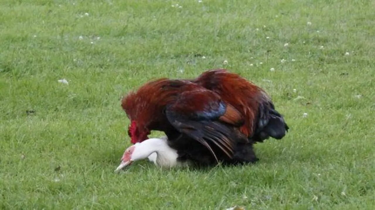 Crossing birds of different species.