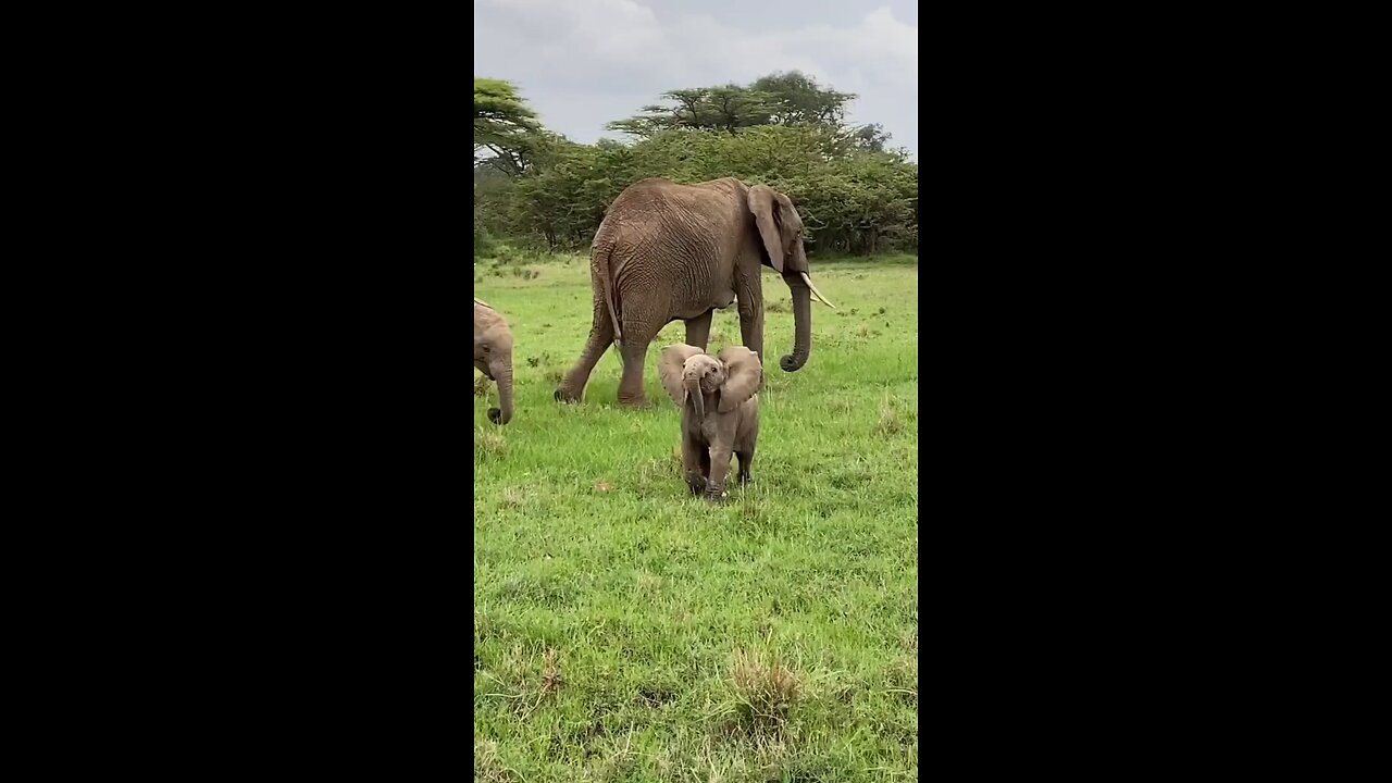 Baby Elephant Attack 🦣🦣🦣