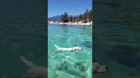 Ares enjoys summer swimming Tahoe