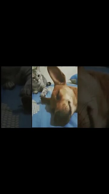 Cão de Guarda Paraguaio #shorts