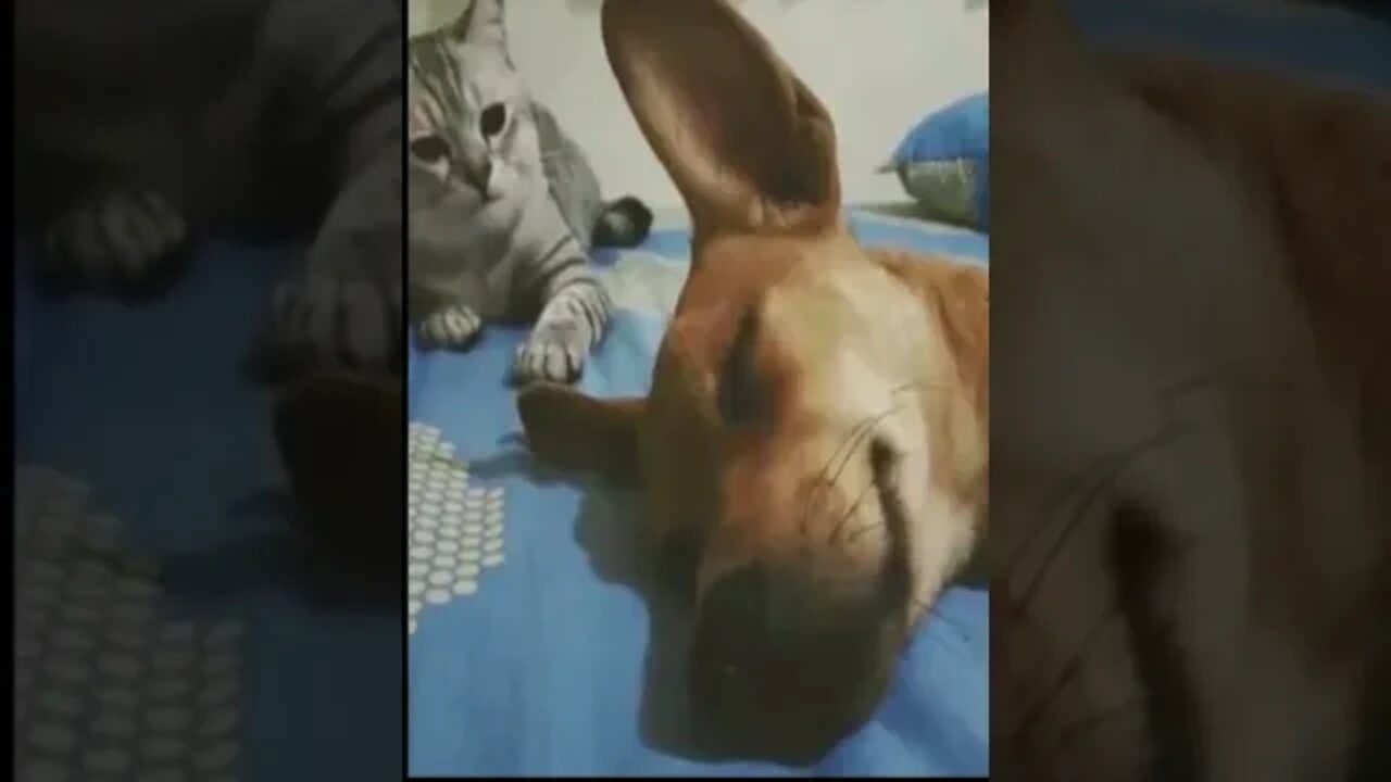 Cão de Guarda Paraguaio #shorts