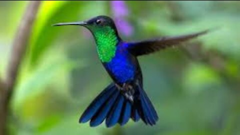 Hummingbirds feed in the yard