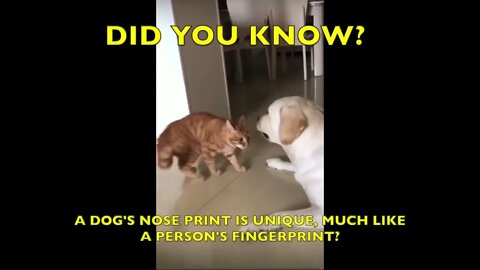 Did you know this about dogs?