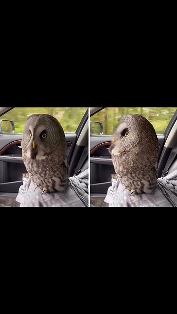 Owl turns out to be the perfect travel partner