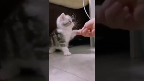 funny cat videos | cute cat videos| cute animals funny cats #shorts #shortsfunny #cutecat #funnycat