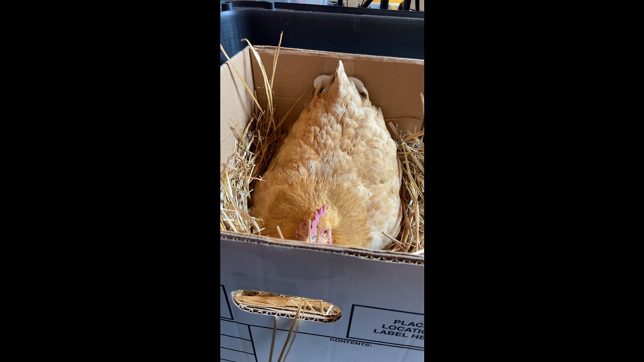 It sounds like one hatched!