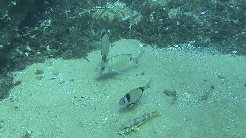 Tossa de Mar Deep Dive #scubadiving