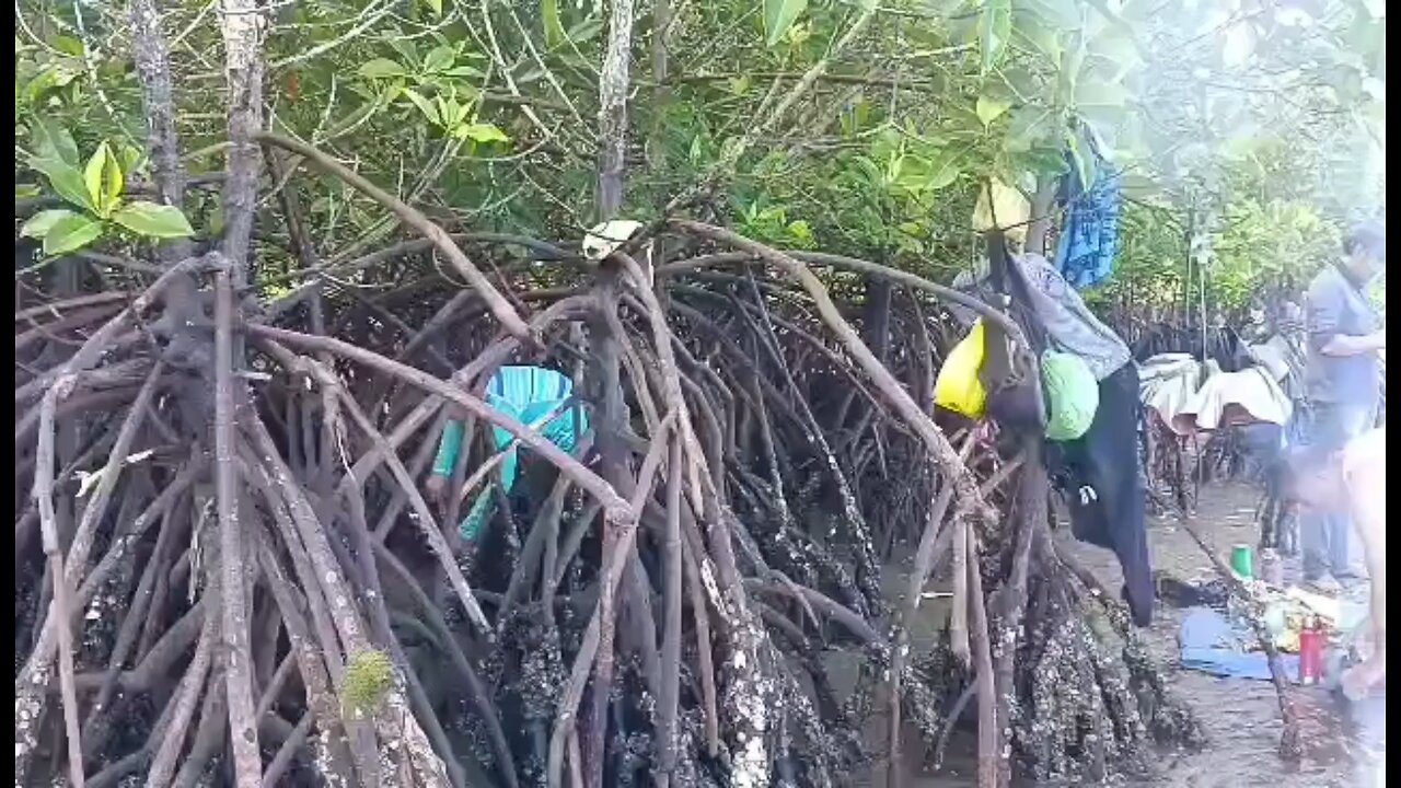 Yummy Foods on Mangroves!