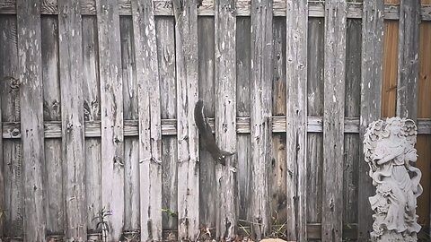 Blasian Babies Watch The Squirrels Foraging In The Backyard During The Mild Jacksonville, FL Winter!