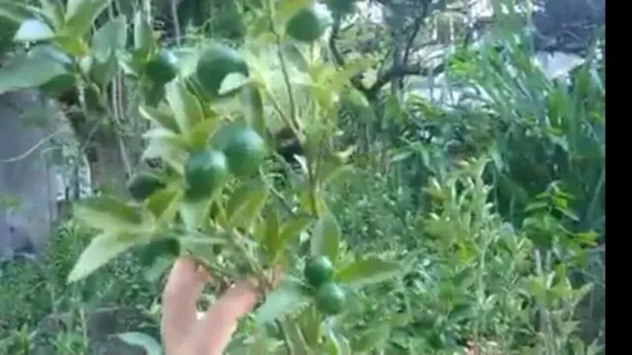 frutiferas produzindo em vaso biribá Mixirica kinkan framboesa jabuticaba branca a venda em Niterói