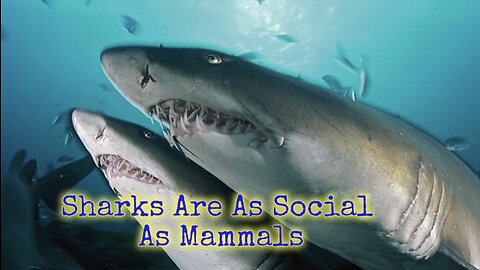 Sharks Are Just As Social As Mammals