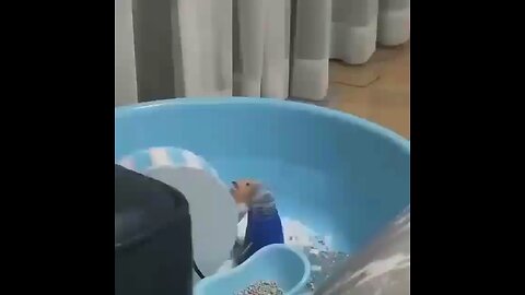 Worlds smartest hamster 😂