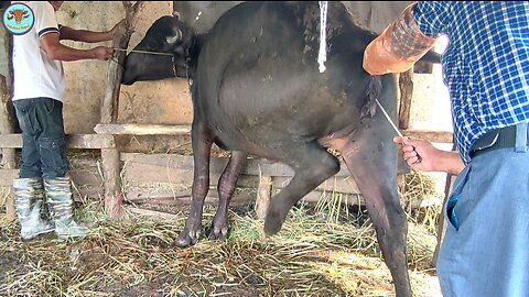 Artificial insemination in buffalo