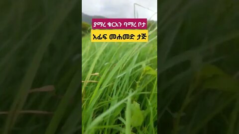 አፊፍ መሃመድ ታጅ عفيف محمد تاج #quran #عفيف #fetadaily