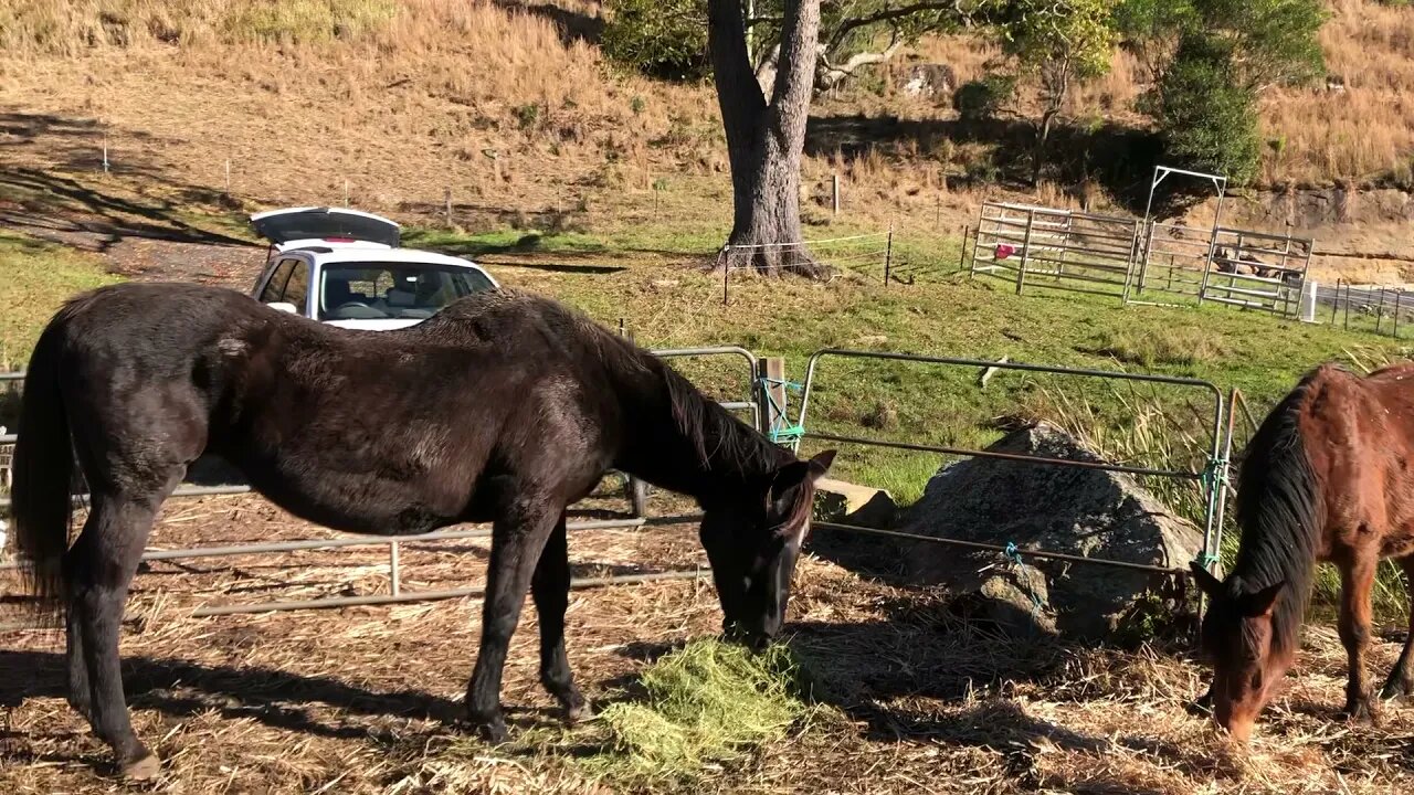 Cleo is better today. Training dog not to chase the horses.