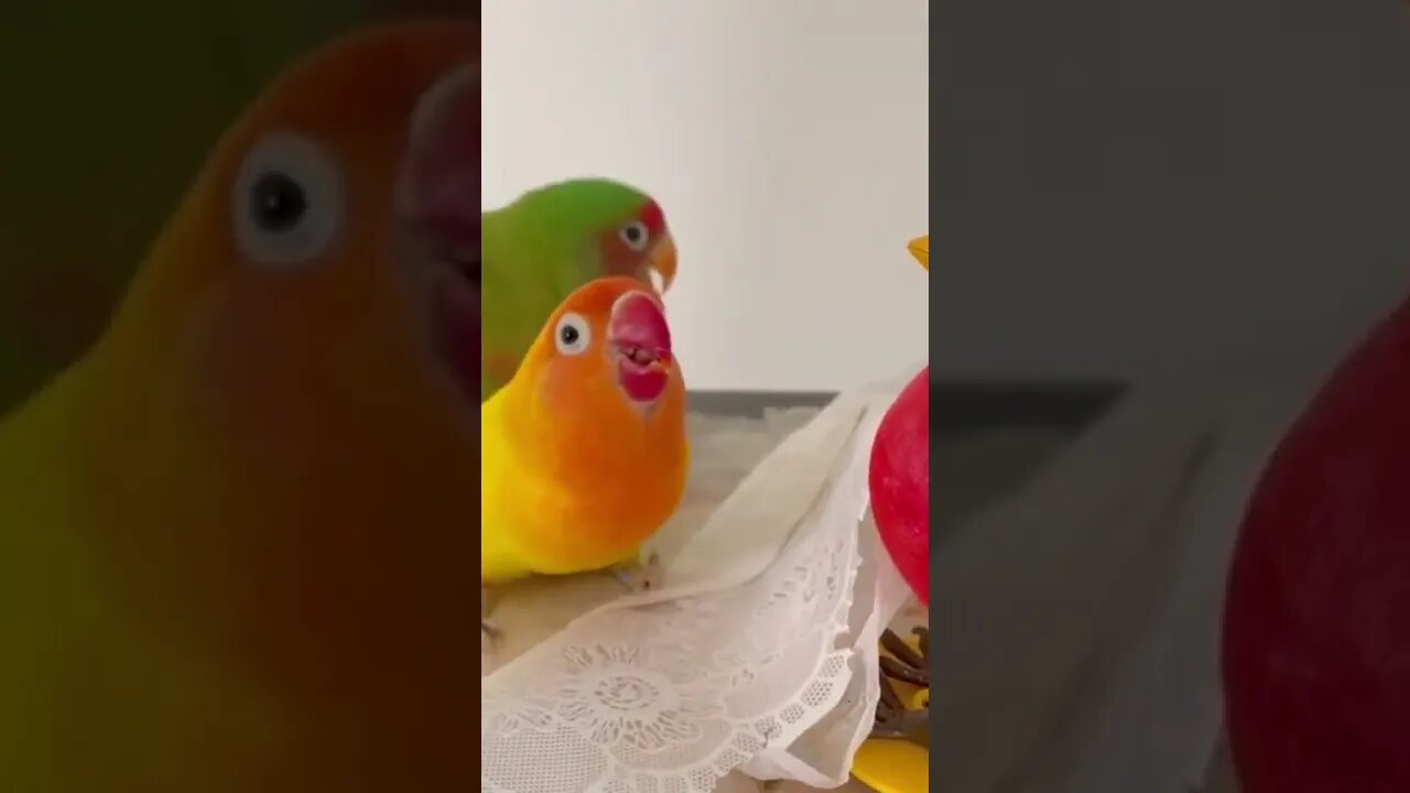 birds with doll