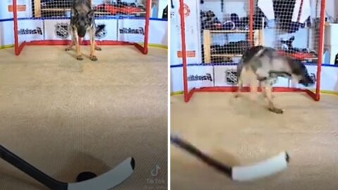 Dog shows his unbelievable reflexes & saves the hockey puck.