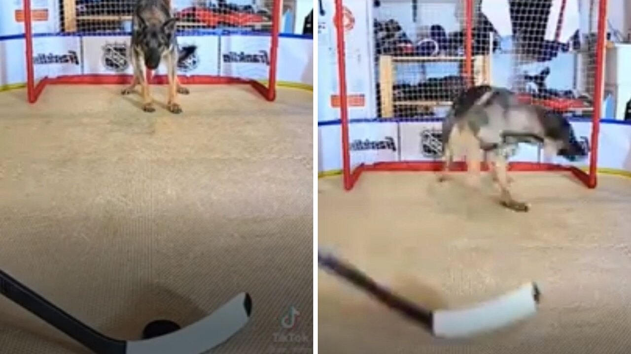 Dog shows his unbelievable reflexes & saves the hockey puck.