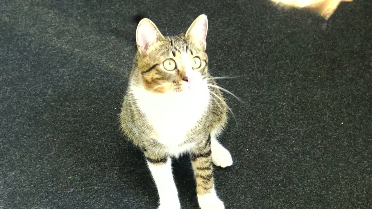 Playful Cat Loves His Toys